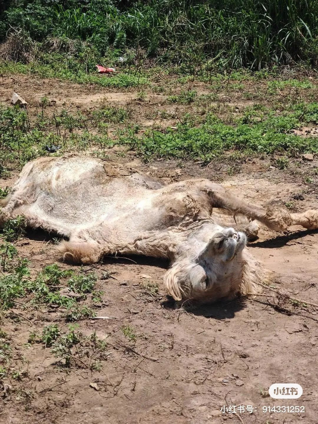 “瘦骨”骆驼1死1萎靡，其主人：愿低价转让